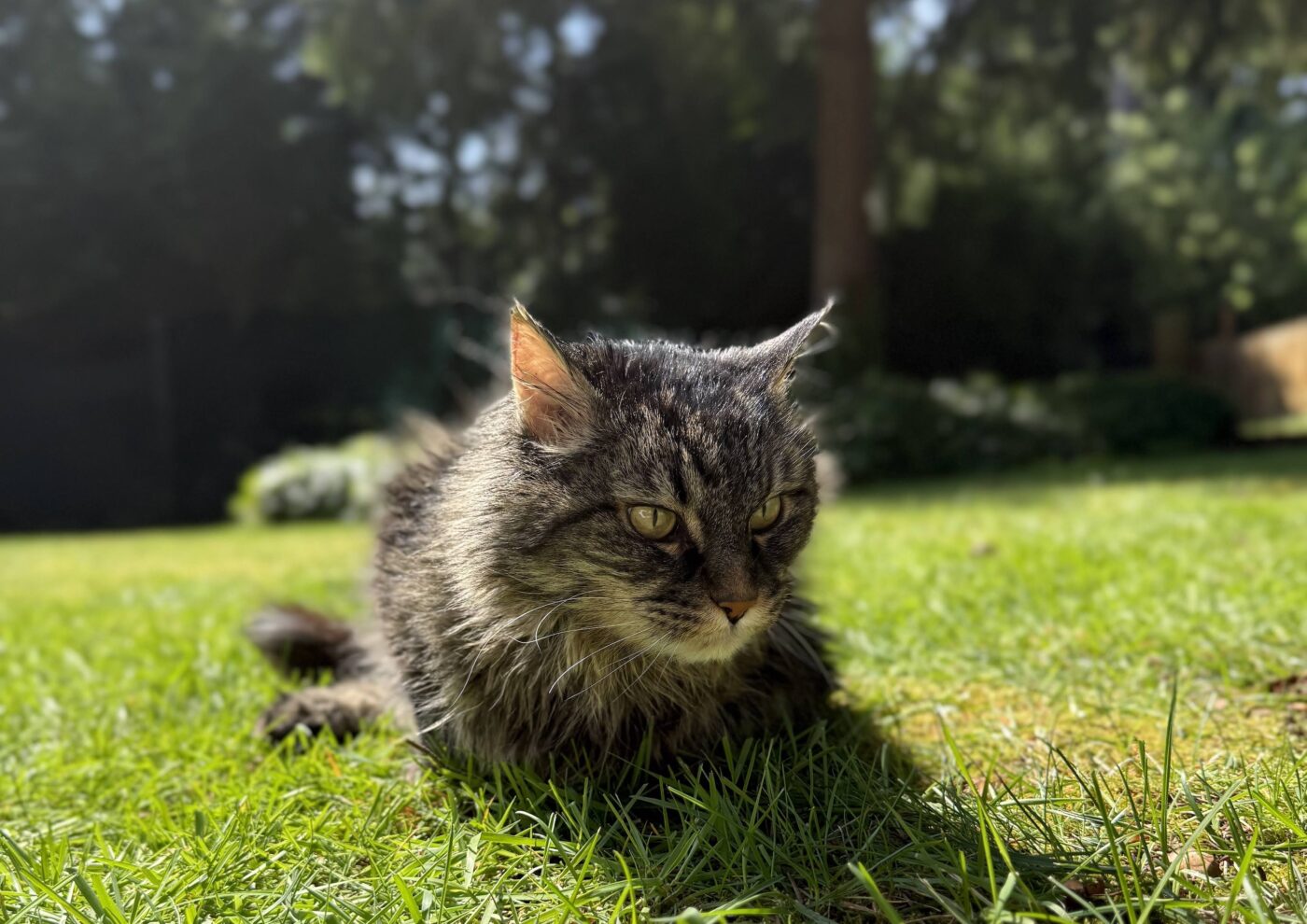 Who gets pets in a divorce?